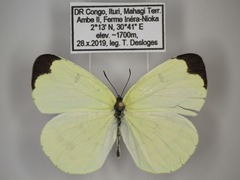 Eurema hapale