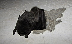 Barbastella barbastellus