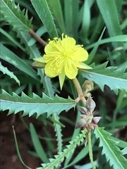 Corchorus asplenifolius