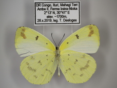 Eurema hapale