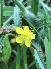 Corchorus asplenifolius