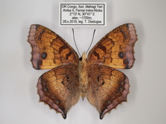Catacroptera cloanthe cloanthe