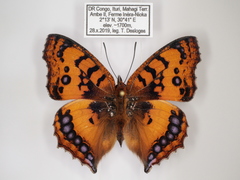 Catacroptera cloanthe cloanthe