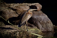 Ardea purpurea