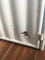 Micrathena macfarlanei