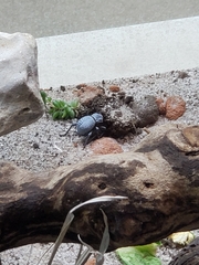 Cryptoglossa verrucosa