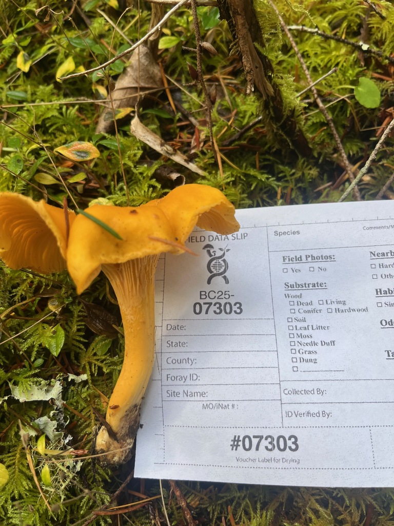 Cantharellus formosus · November 2025 · photo: © enspring (iNaturalist, cc0)
