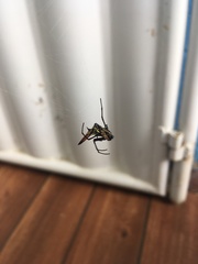 Micrathena macfarlanei