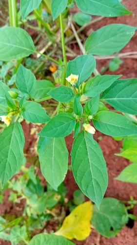 cutleaf groundcherry