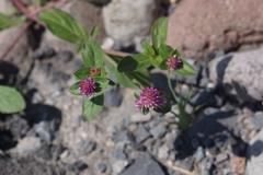Gomphrena serrata