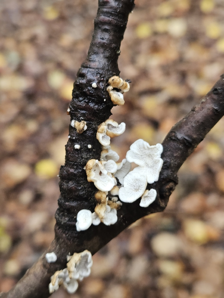 Plicatura crispa · November 2025 · photo: © liam1294 (iNaturalist, cc-by)