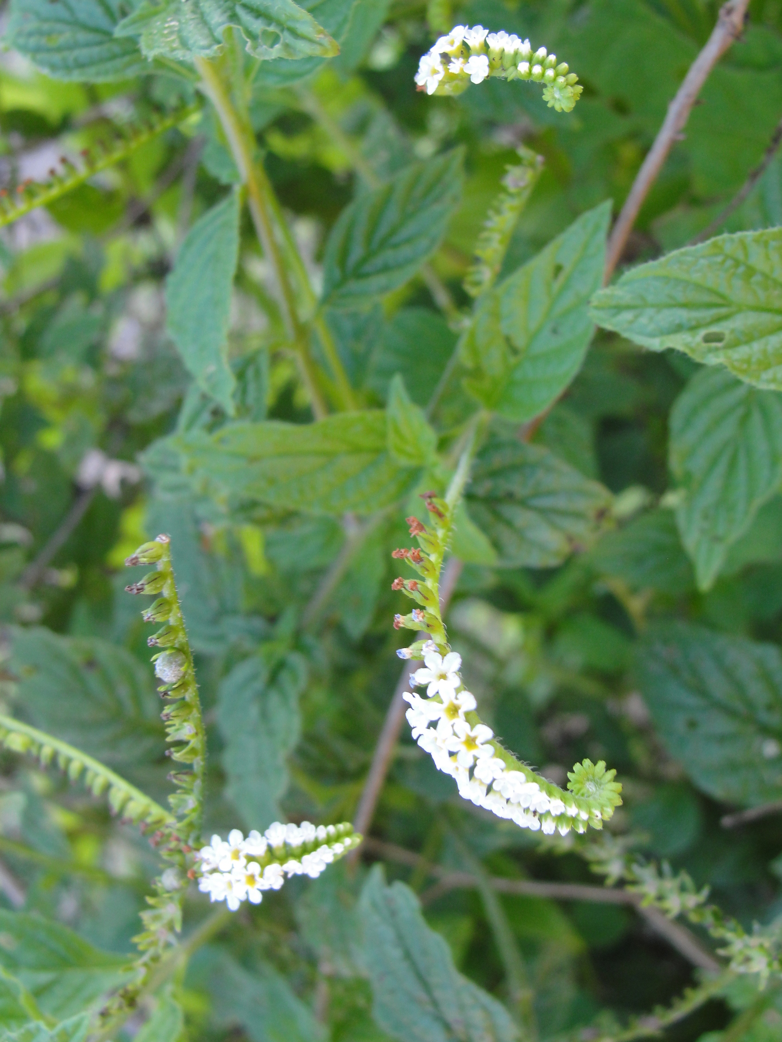 Heliotropium angiospermum