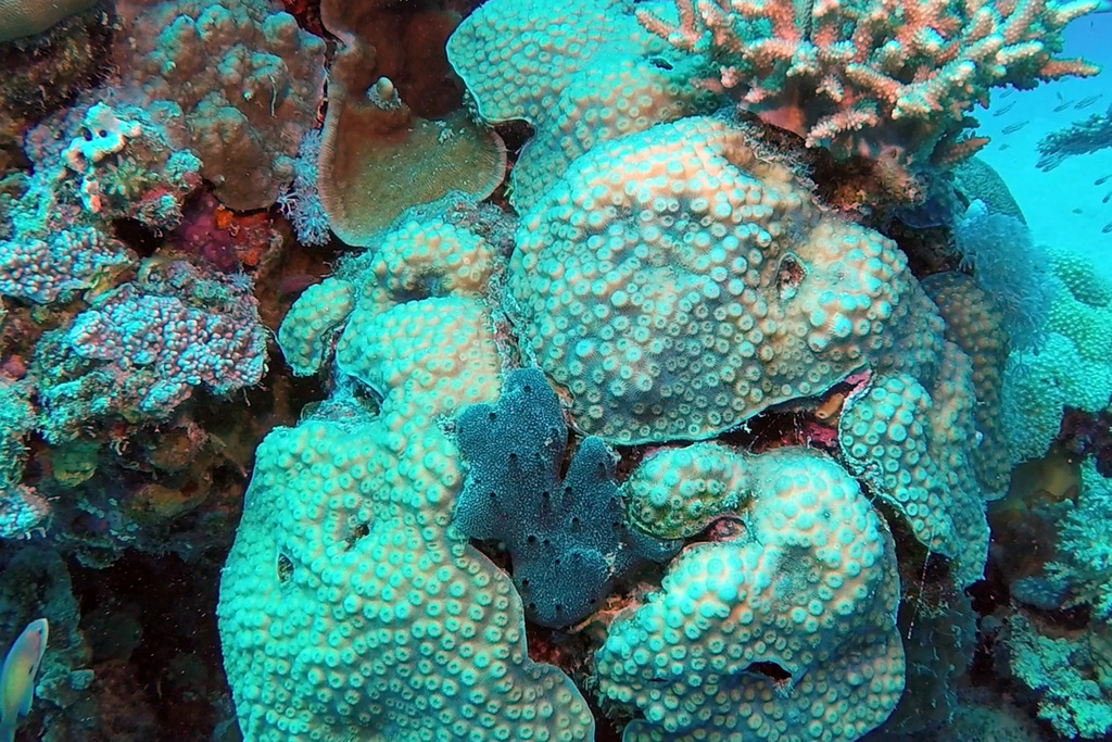 Echinopora forskaliana