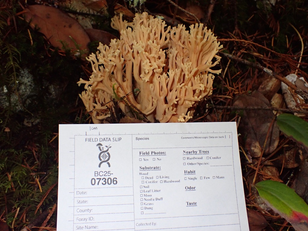 Ramaria sp. 'PNW05'