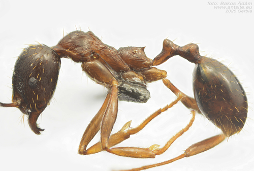 Aphaenogaster illyricaAphaenogaster illyrica