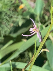 Cleome maculata