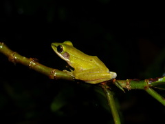 Chalcorana parvaccola