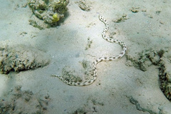 Myrichthys maculosus