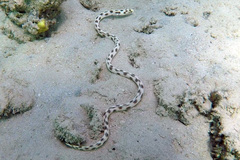 Myrichthys maculosus