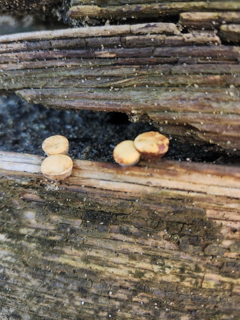 Crucibulum laeve · November 2025 · photo: © wolfylisa (iNaturalist, cc-by)