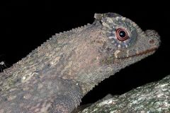 Lyriocephalus scutatus