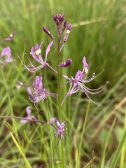 Cleome maculata