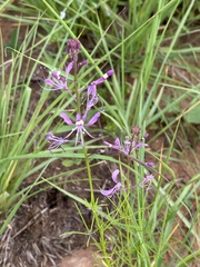 Cleome maculata