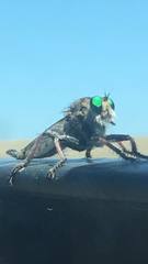 Promachus vertebratus