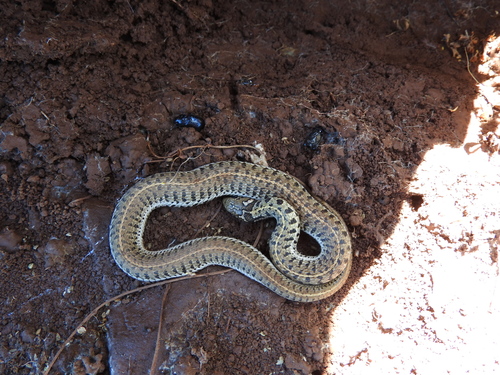 Short-tail Alpine Garter Snake, Thamnophis scaliger