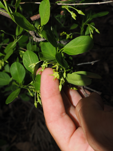mangrove milkpod (Vincetoxicum carnosum)