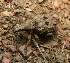 Microcerus