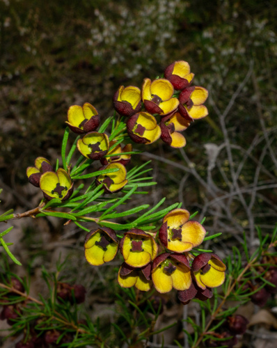 Boronia megastigma, photograph 6
