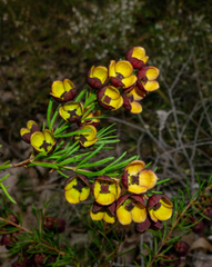 Boronia megastigma, photograph (c) Matt Berger, some rights reserved (CC BY)