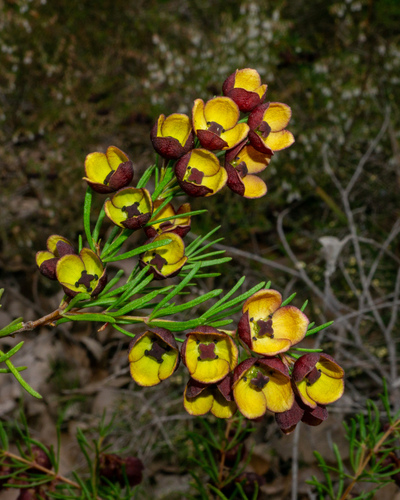 Boronia megastigma, photograph 5
