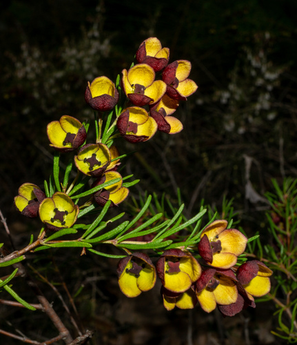 Scented boronia (Boronia megastigma)