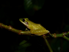 Chalcorana parvaccola