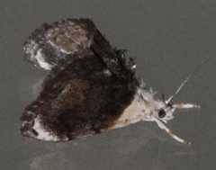 Lipocosmodes fuliginosalis