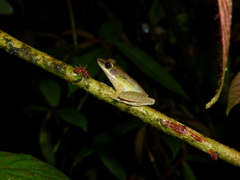 Chalcorana parvaccola