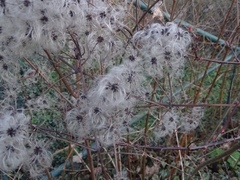 Clematis vitalba
