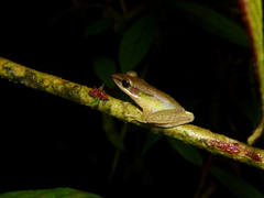 Chalcorana parvaccola