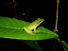 Chalcorana parvaccola