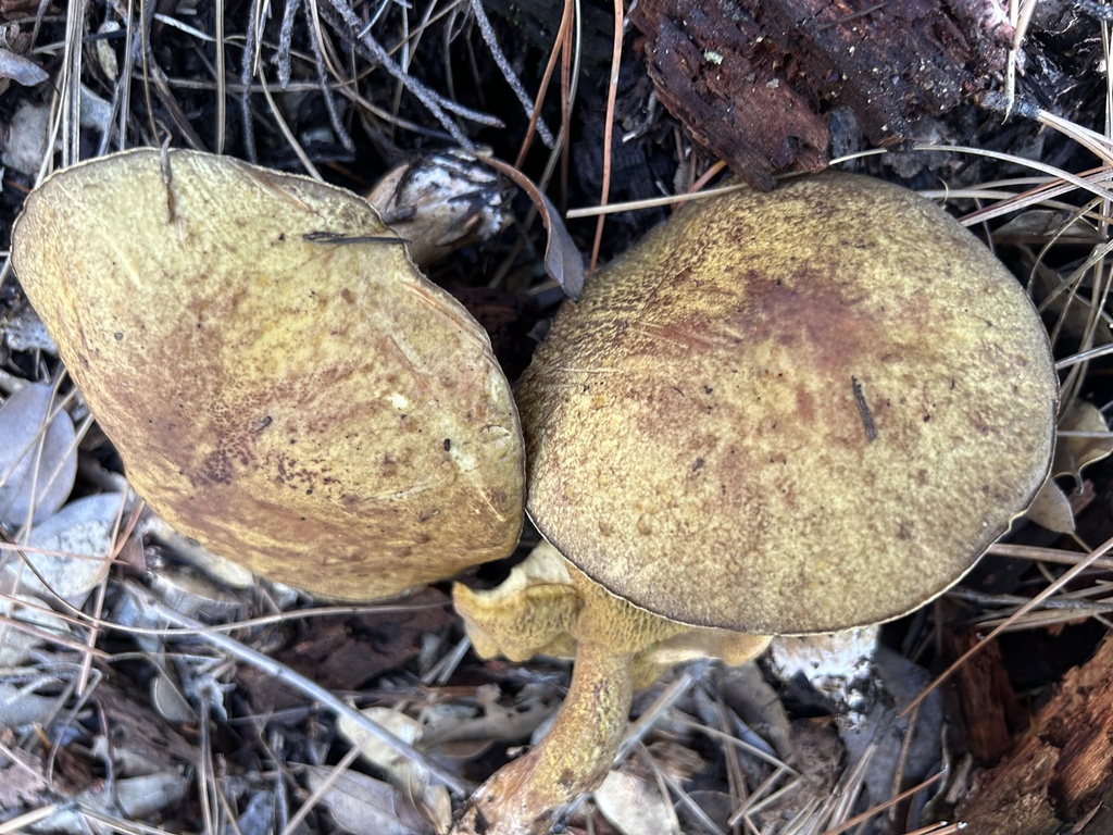 Suillus fuscotomentosus · November 2025 · photo: © benjaminlemmond (iNaturalist, cc-by)
