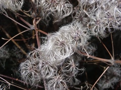 Clematis vitalba