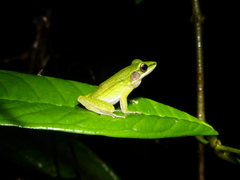 Chalcorana parvaccola