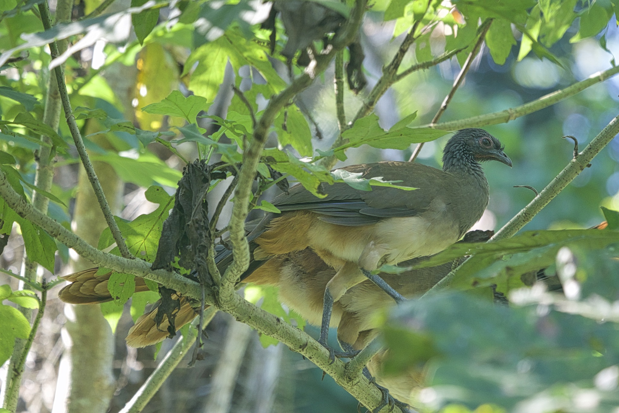 West Mexican Chachalaca (Ortalis poliocephala)