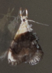 Lipocosmodes fuliginosalis