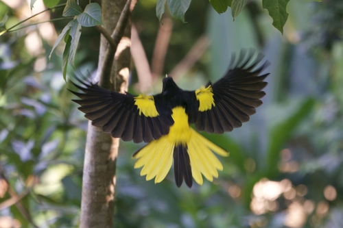 Mexican Cacique (Cassiculus melanicterus), photo 9