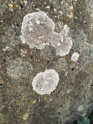 Lecanora campestris