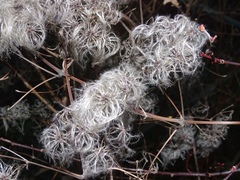 Clematis vitalba