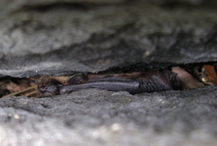 Eptesicus nilssonii